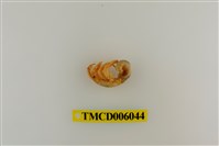 藏品(綠色細螯寄居蟹)的圖片